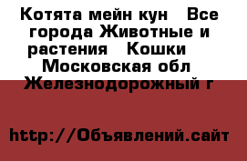 Котята мейн кун - Все города Животные и растения » Кошки   . Московская обл.,Железнодорожный г.